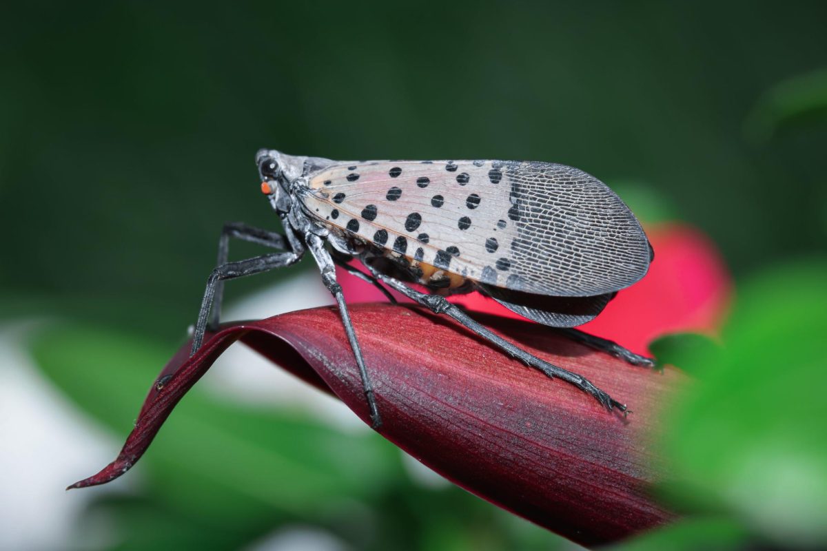 Closeup of a Spotted Lanternfly